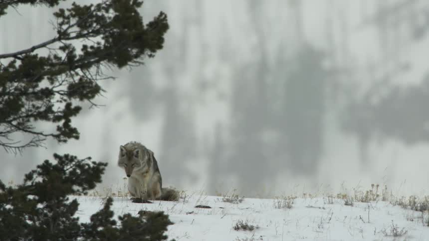 A coyote sitting in the snow walks off