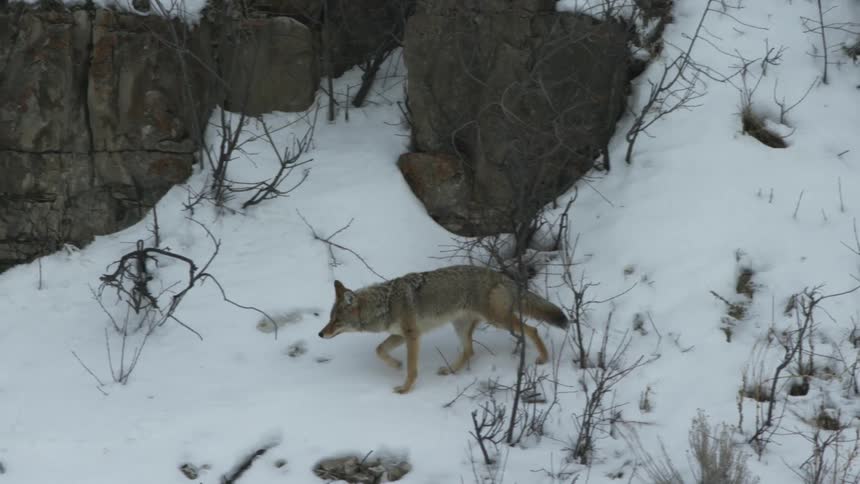 A coyote walks through snow on a hillside on a winter day
