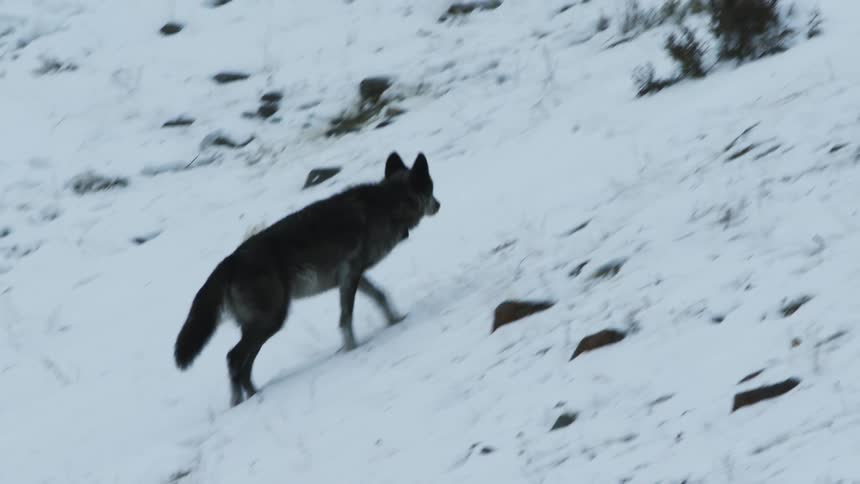 A wolf walks up a snowy hillside