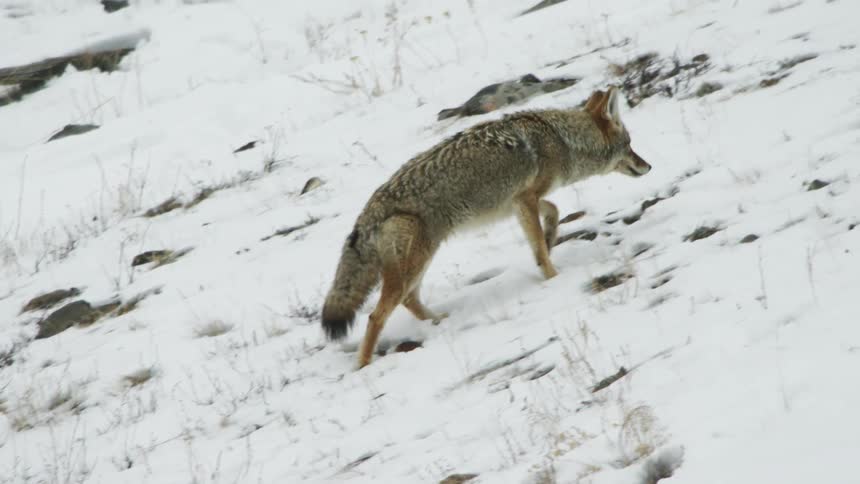 A coyote climbs a snowy hill