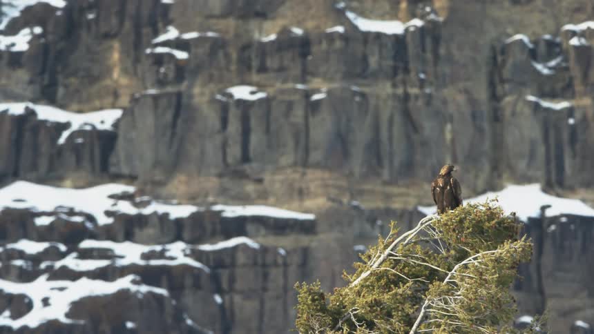 Eagle on a tree branch in front of a snowy cliff