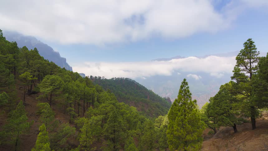 A mountainous valley surrounded by forest during cloudy days