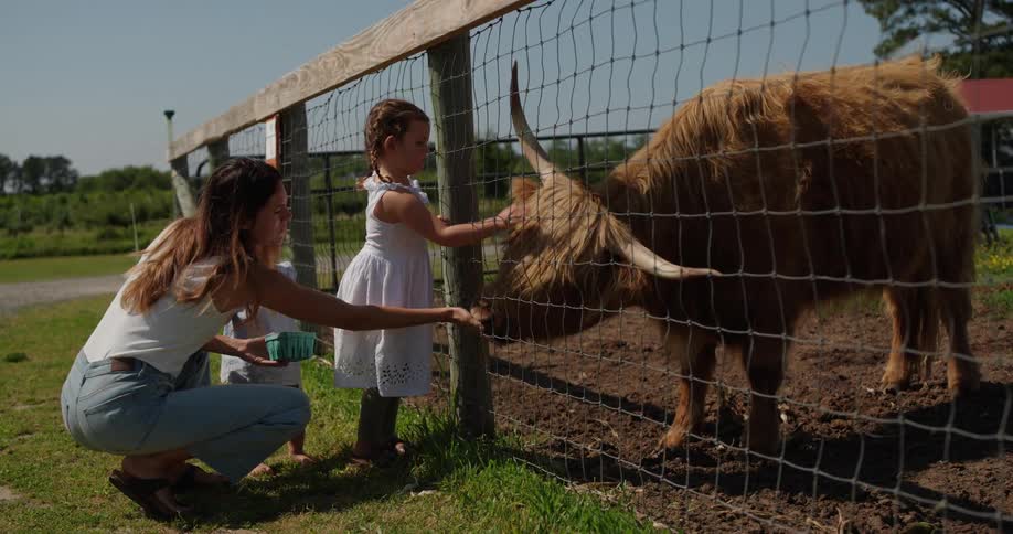 Mother and daughters stand near fence in the countryside feeding a shaggy cow