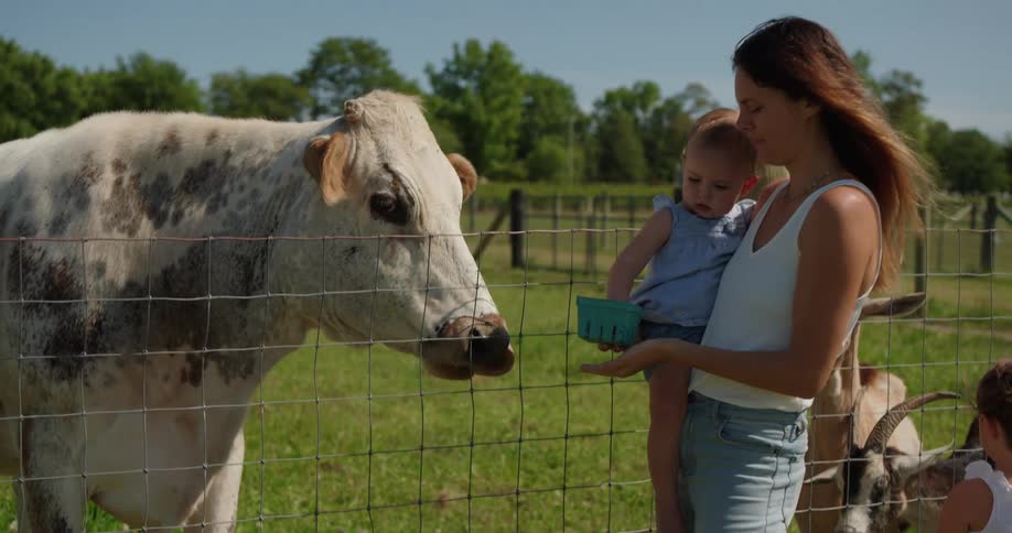A mother feeds a cow while holding an infant