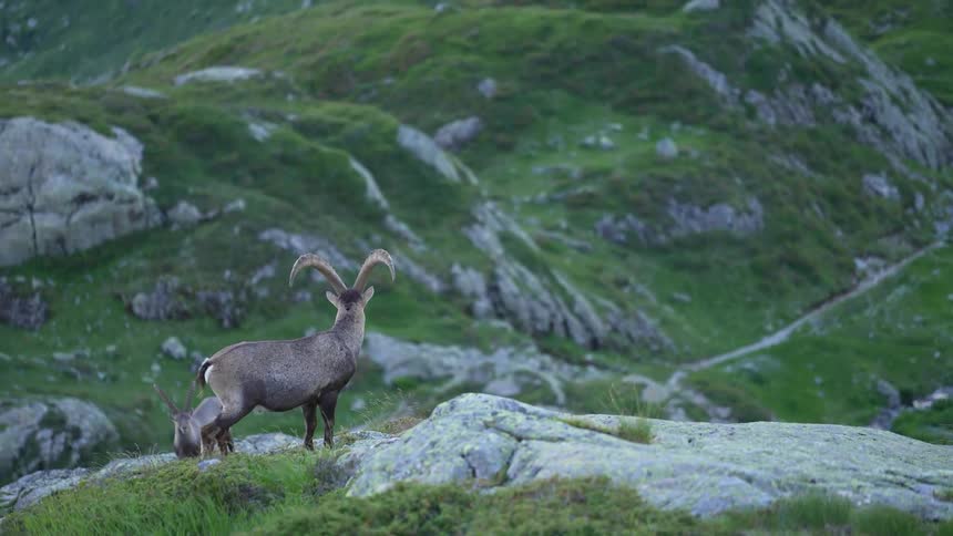 A mountain goat out in nature on a sunny day
