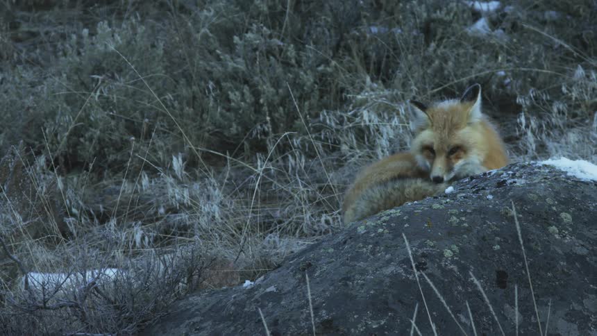 Fox sitting and cleaning itself on a rock