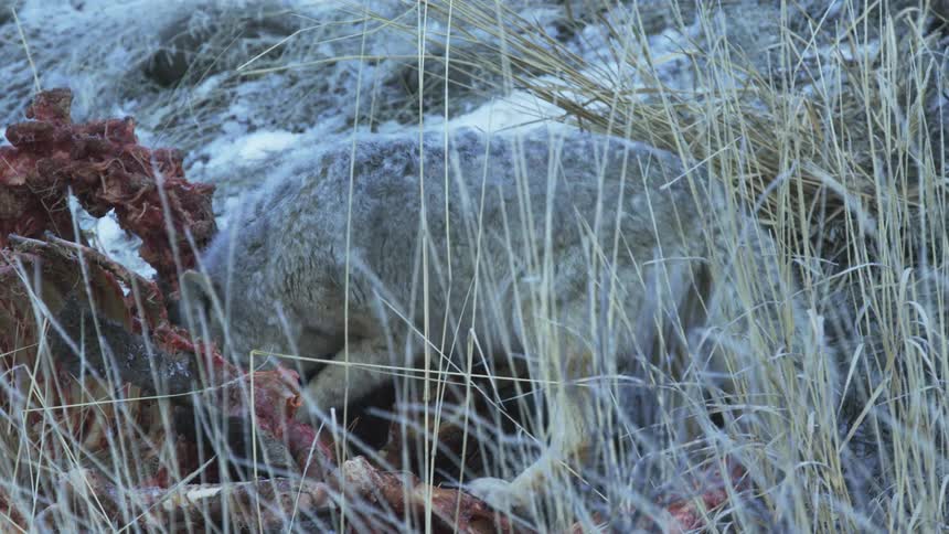 A coyote pulling meat off of a carcass