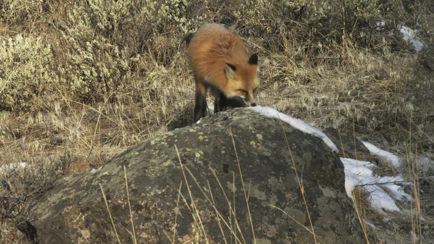 A fox running up to and sitting on a rock