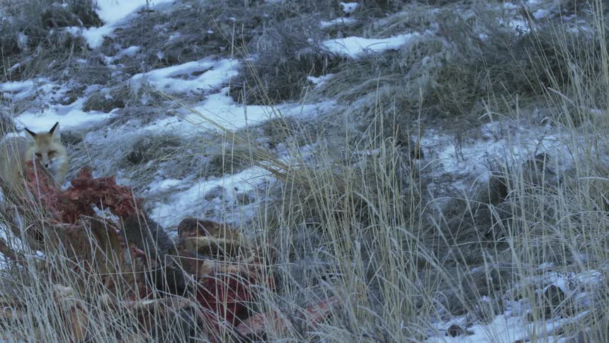 A small fox carefully walks up to a carcass