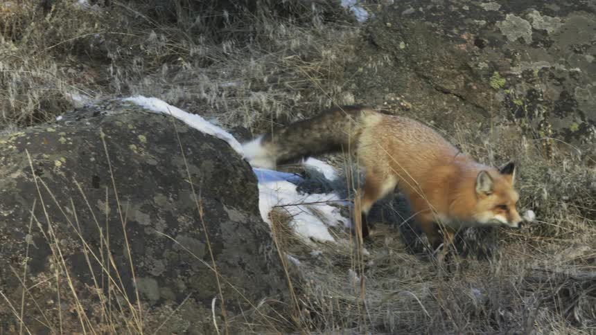 A fox gets up and stretches