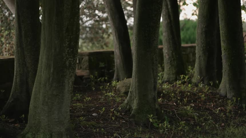 A small stand of trees