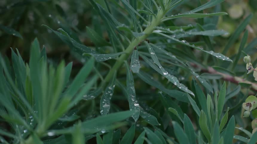 Close-up view of greenery with moisture gathered on the thin leaves