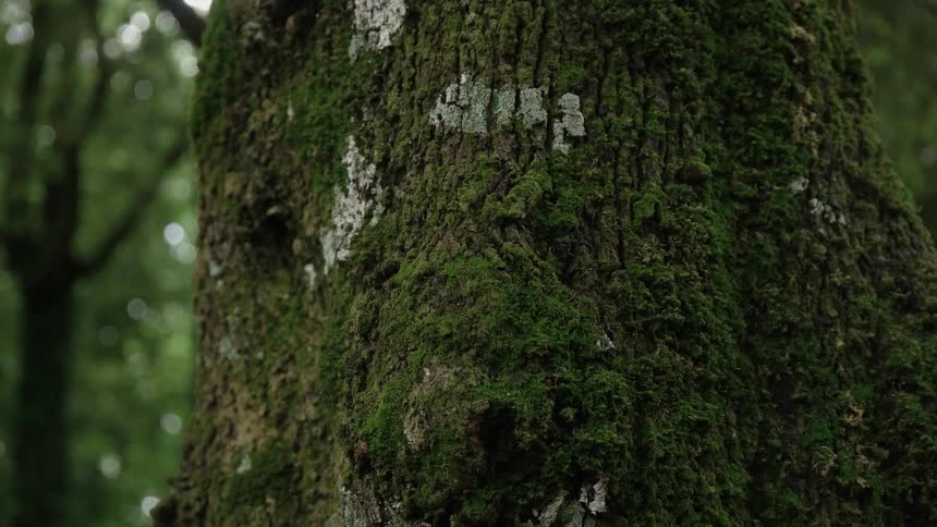 Moss covering a tree trunk in a forest