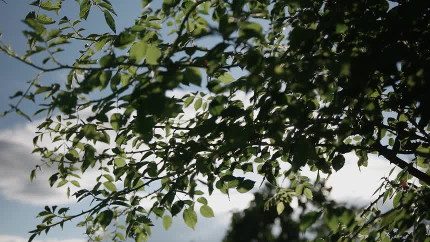 Sunlight shining through leaves on a tree