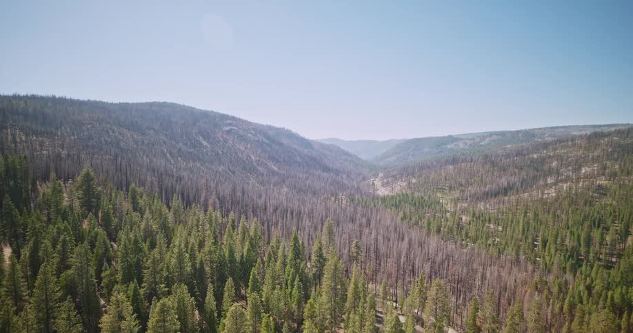 Aerial view of a large forest covering fields and mountains