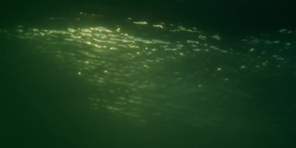 An underwater clip
