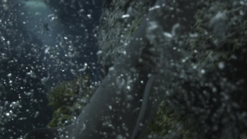 Shark climbing the coral with bubble around it