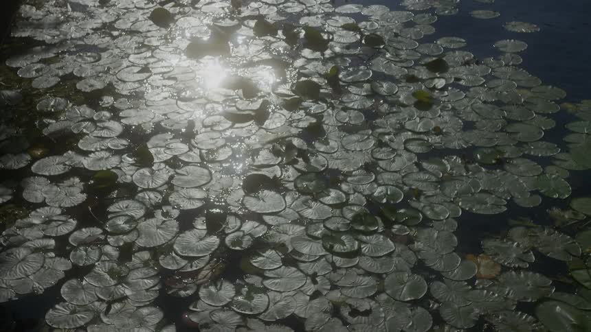 Lake with water leaves and sun reflection
