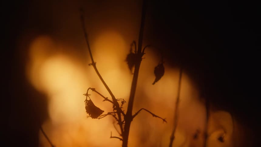 A night clip of a wildfire
