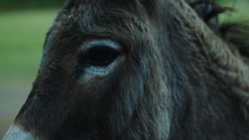 A face of a horse with dark gray fur and he is blinking