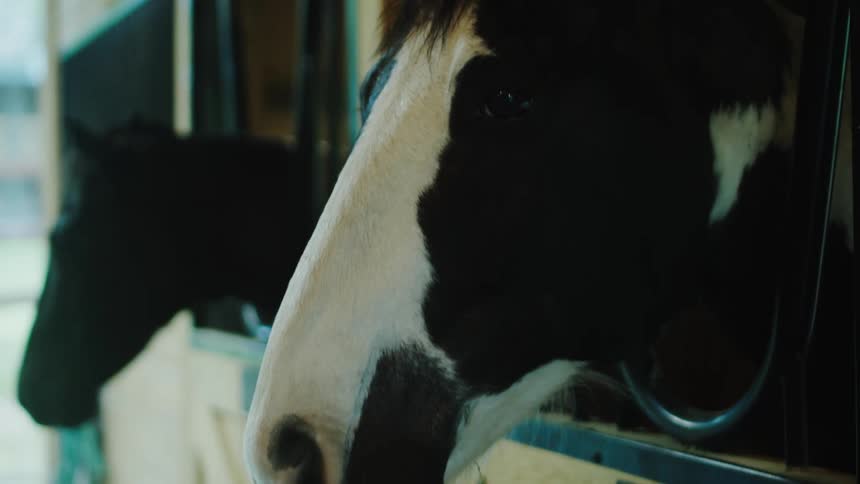 Closeup on horses inside a barn