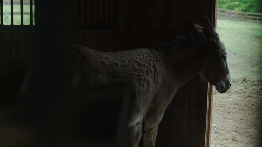 A donkey stands in an open doorway
