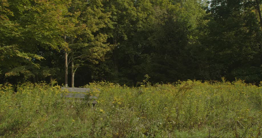 Landscape of a tall grass surrounded by trees in daylight