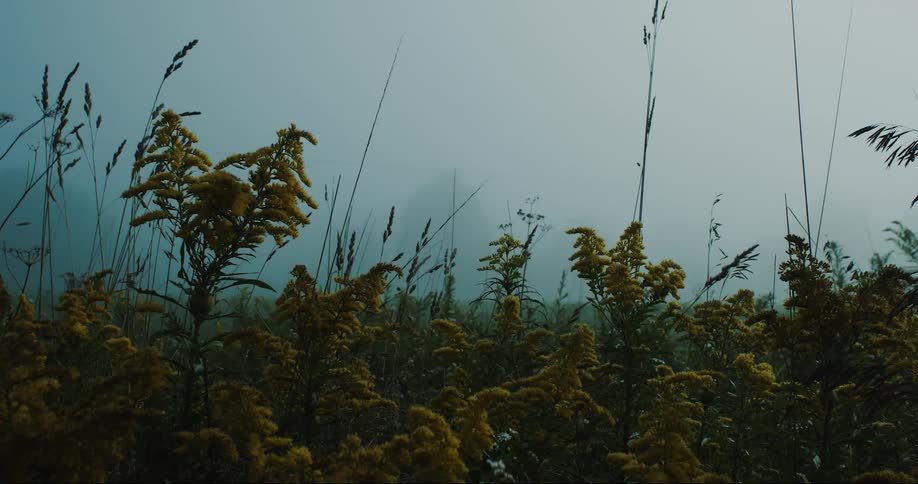 Landscape of flowers and plants in an open foggy place