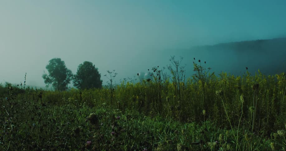 A meadow during the cloudy dawn
