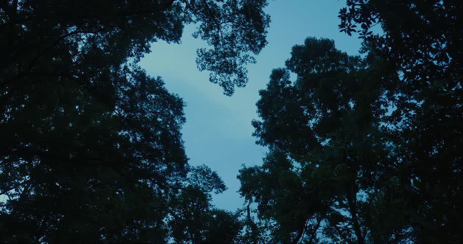 Trees stand tall under a blue sky as a bird flies overhead