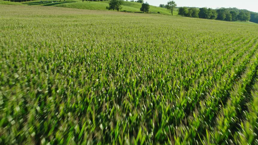 A farm field full of growing corn