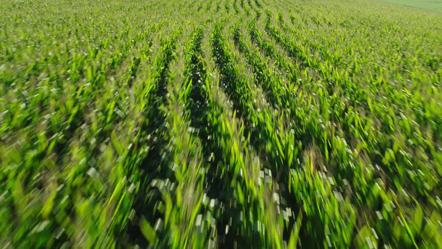 Rows of corn give way to a road between fields