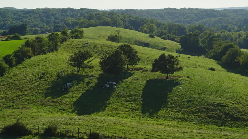 An aerial view of a small column of pasture with some cows feeding and there are some trees around it
