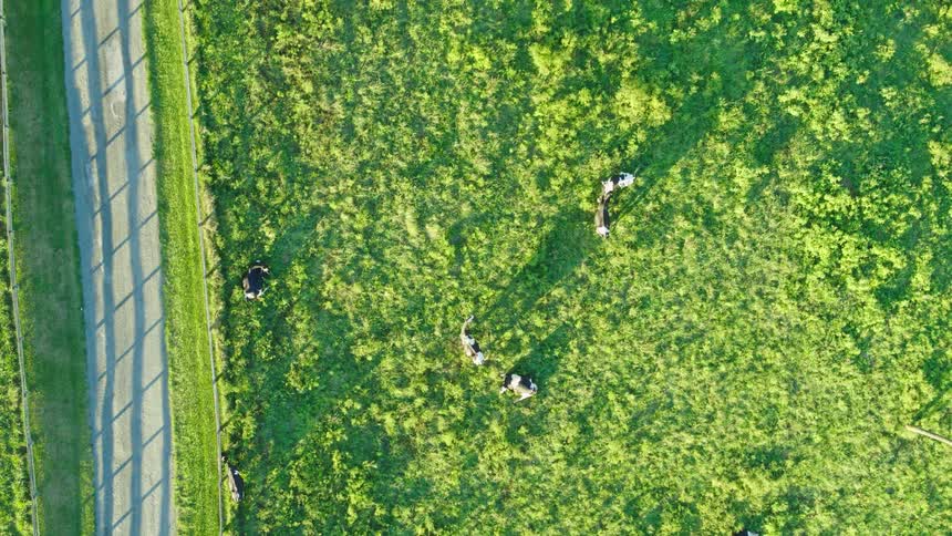 Animals grazing in a meadow in the countryside on a sunny morning