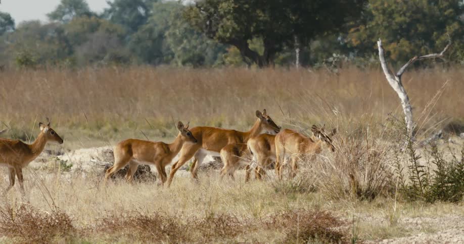 Herd of puku moves through browning grassland bordered by woods