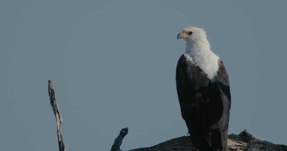 An African fish eagle standing on a twig during the day
