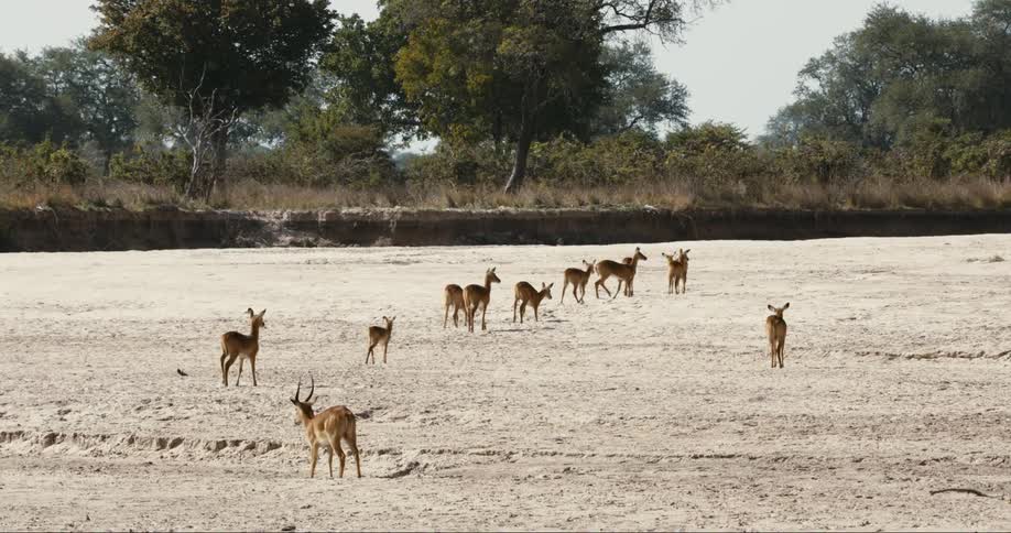 Antelopes puku walk across a flat terrain