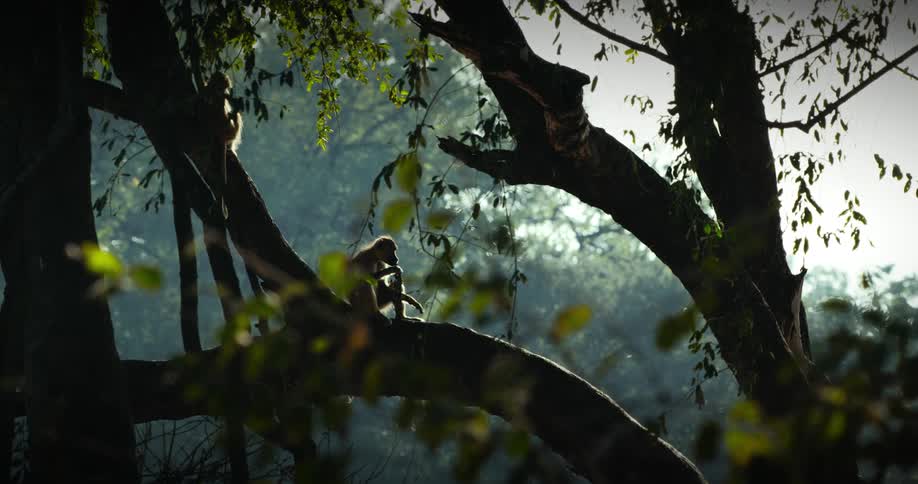 Several monkeys move around on a tree