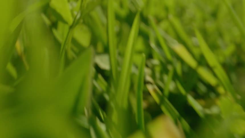 The grass is long and green