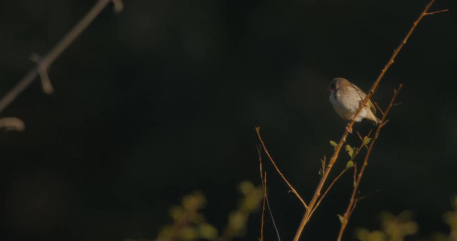 Bird flies from a twig at night