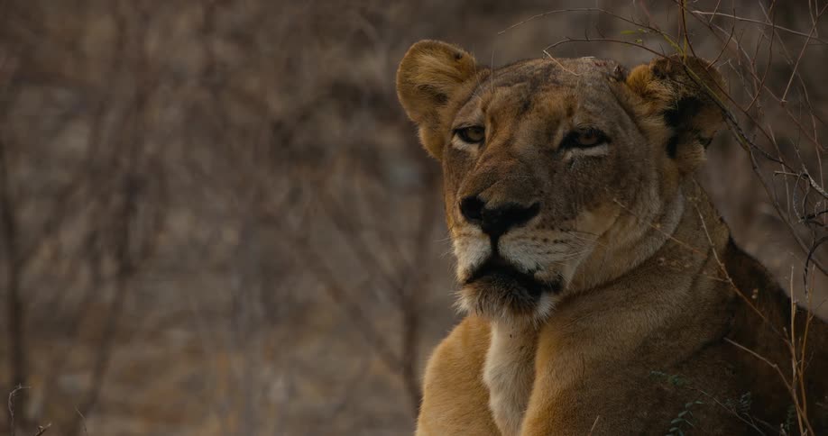 Lion lying in the jungle watching