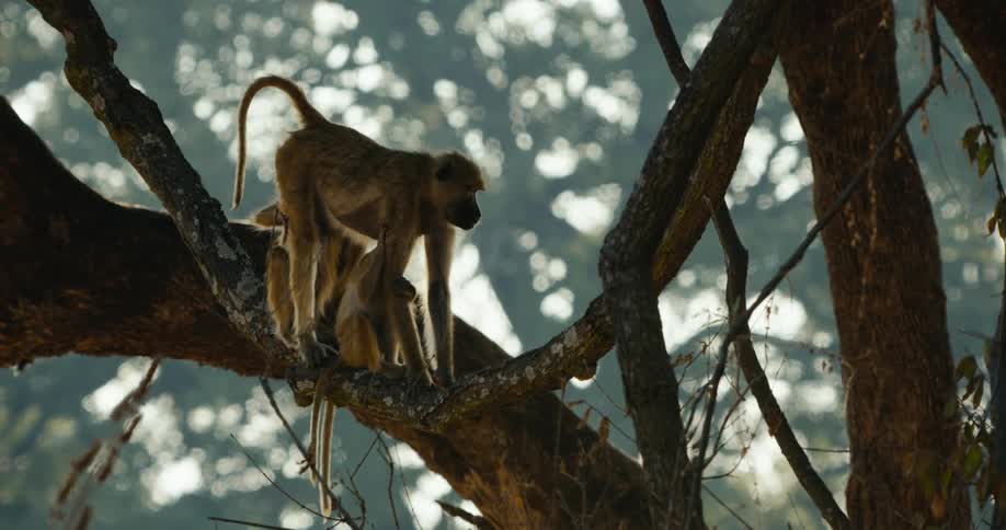 Three monkeys are on top of a thick branch of a tree and one of them is attentive looking to the side