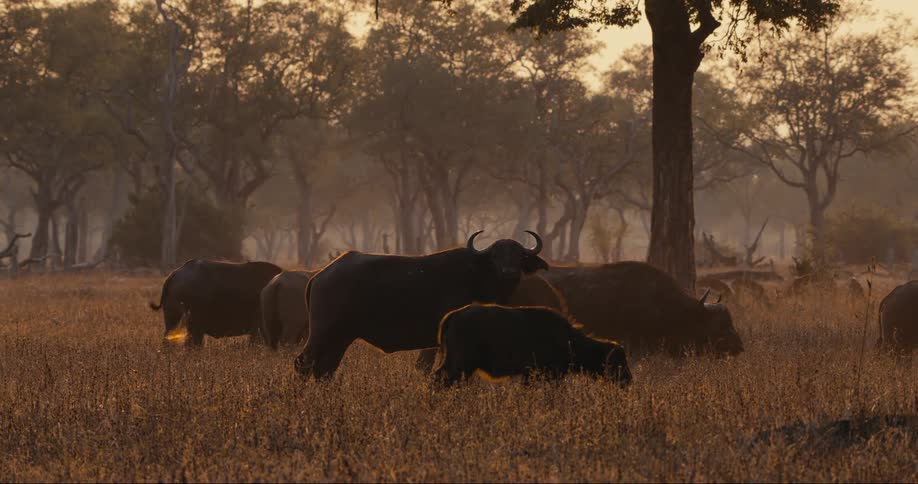 Buffaloes eating grass at sunset