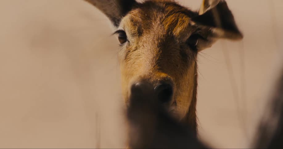 A puku shakes its head