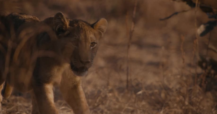 A lion walks across a grassy area