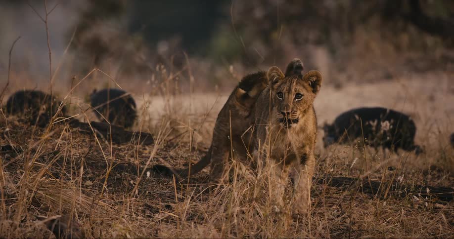 A couple of lion cubs playing in the african savanna