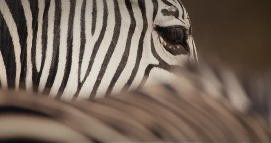 Closeup of a zebras eye during the day