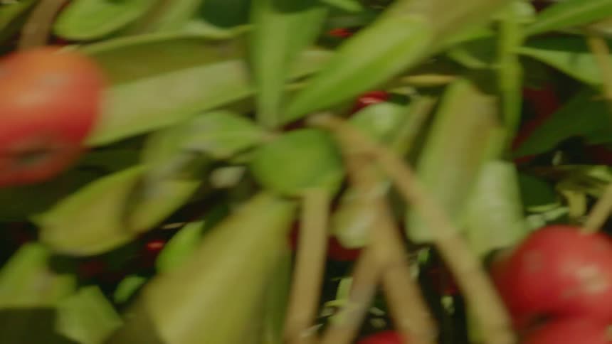 Tomatoes grow on numerous plants