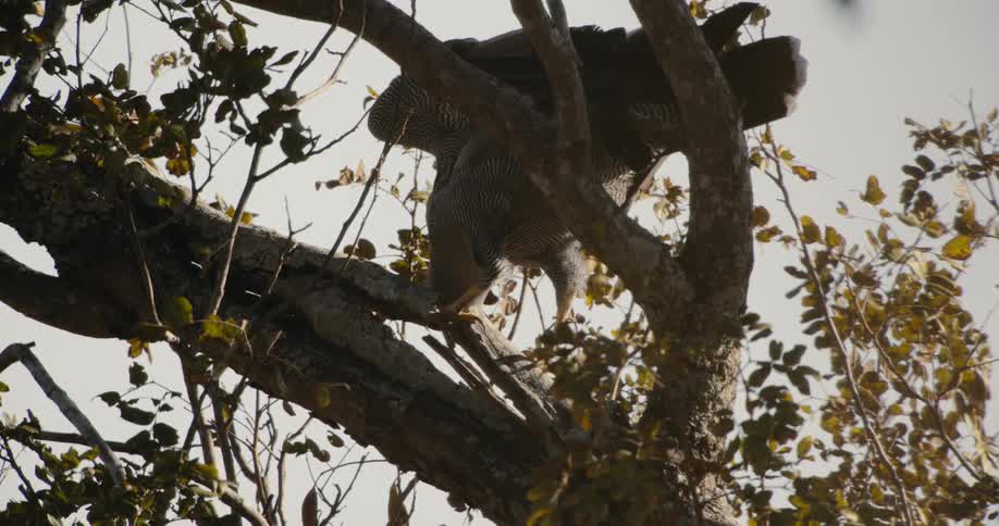 A bird moves around in a tree