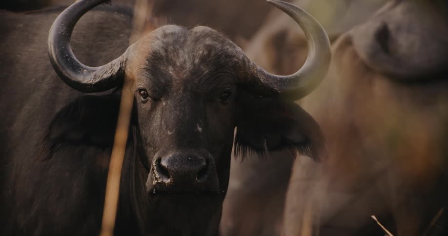 Water buffalo stands and stares while the rest of the herd moves in the background